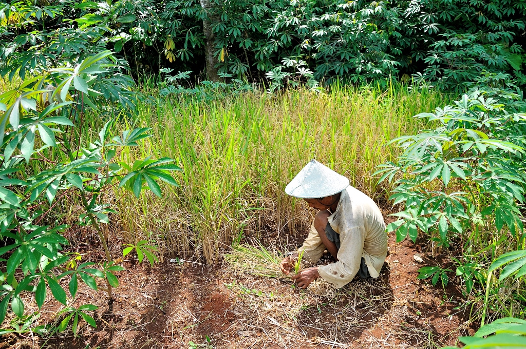 Debates rage about the best way to feed Indonesia's growing population- Gunawan Feeding Indonesia