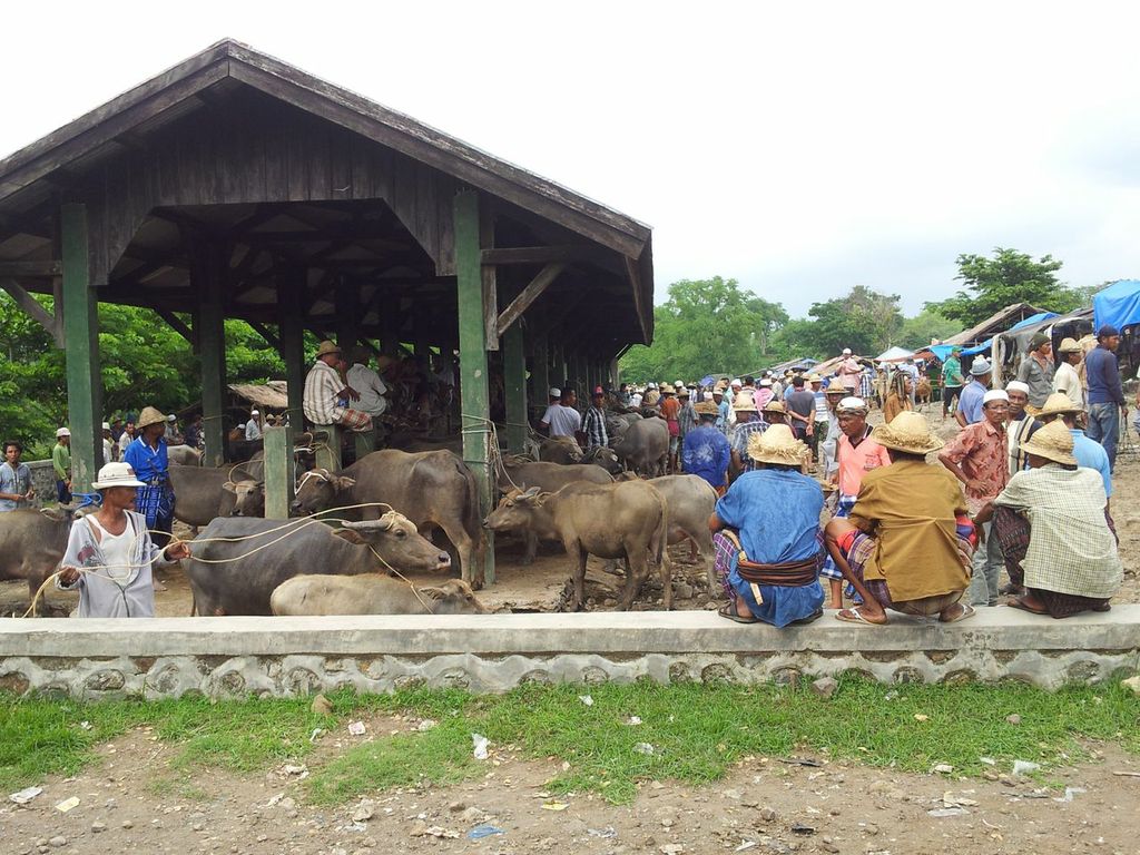 The cost of beef is out of reach for most Indonesians - Risti Permani Rethinking Indonesia’s beef self-sufficiency agenda